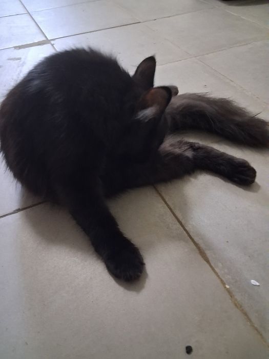 Кот чёрного окраса домашний
