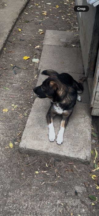 Catei spre adoptie