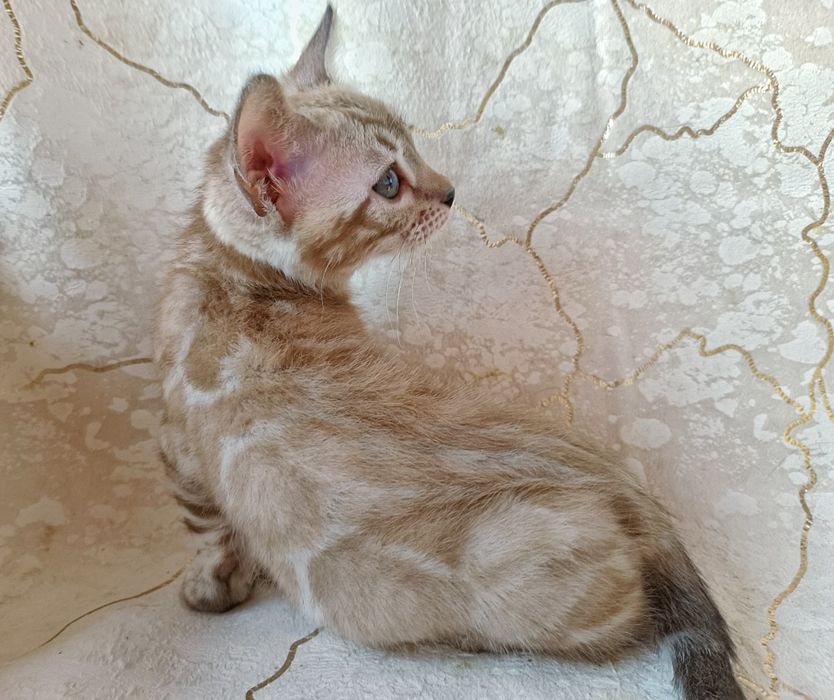 Девочка минк на серебре