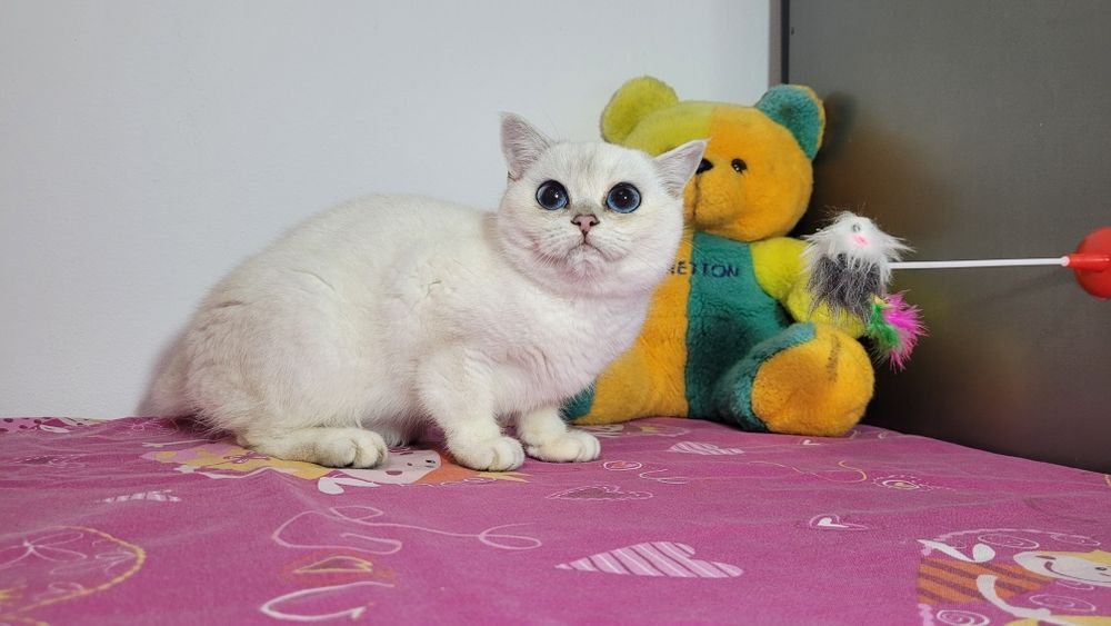 British shorthair NS 11 33 silver shaded.