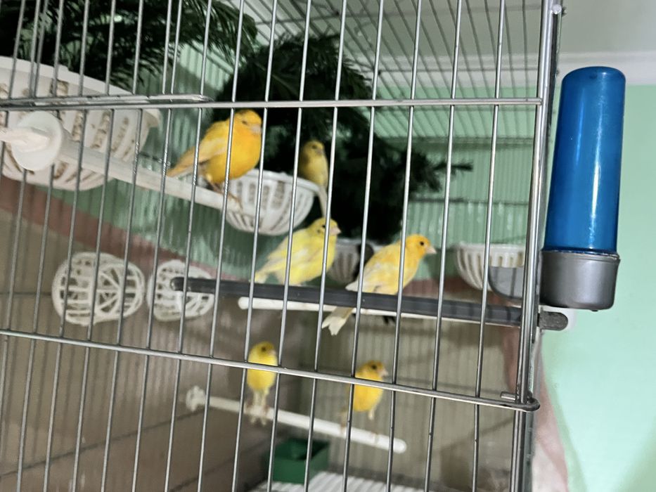 Продоются  канарейки