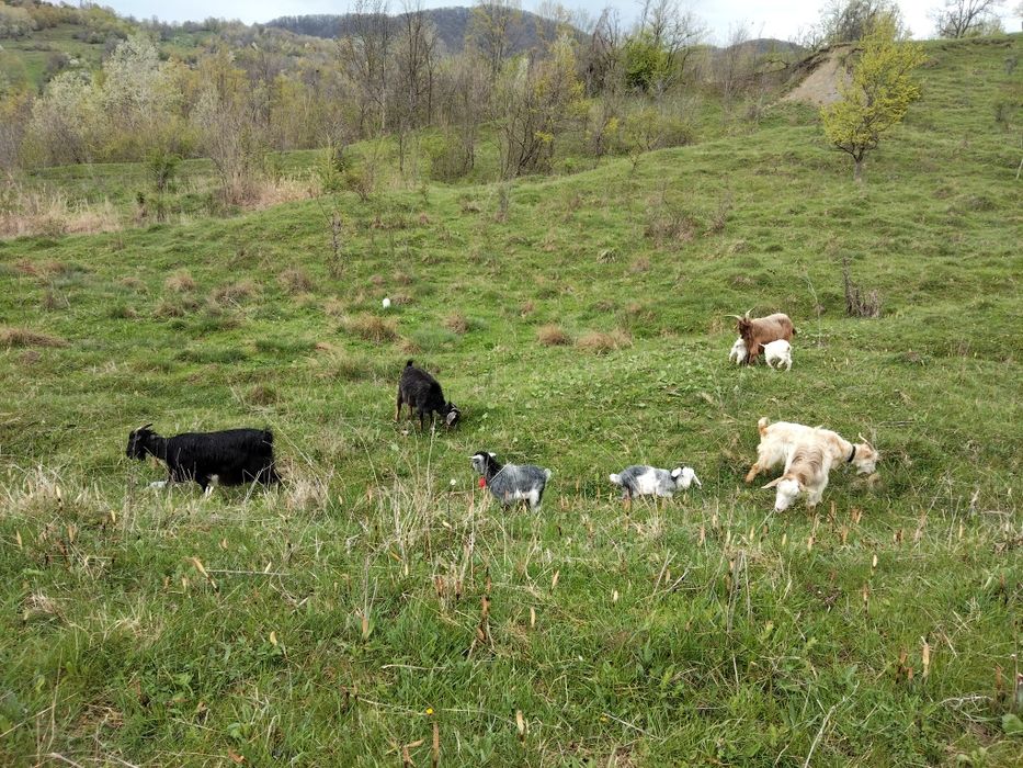 Vând Două capre  cu câte doi iezi