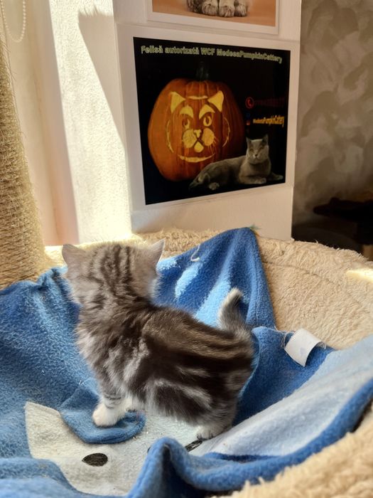 British shorthair black tabby