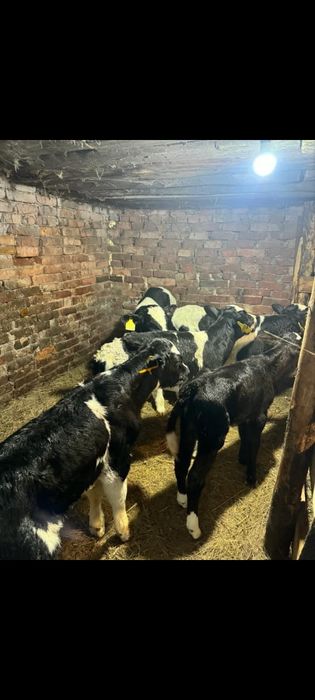 Продам телят тёлочки