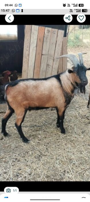 Se vinde o capră cu ieduță l-a primit fătare și un Țap Alpin Francez