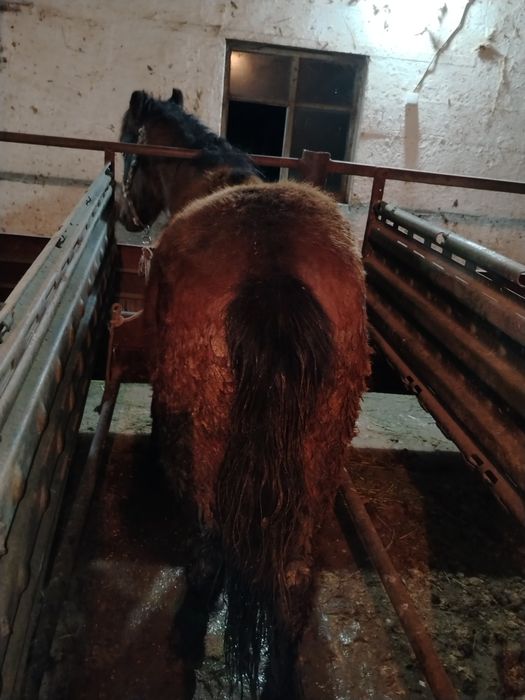 Жылкы лошадь семыз