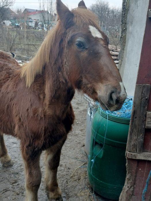 Mânz cal mânză iapa