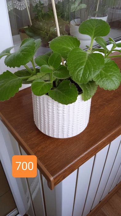 Комнатный цветок гастерия