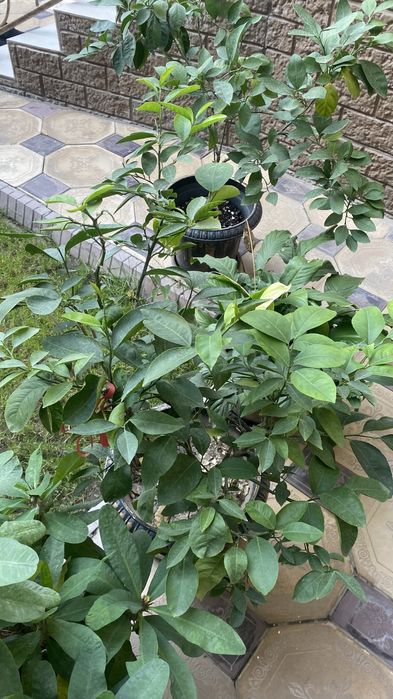 Лимон дерево кумкваты