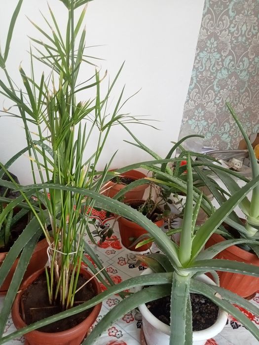 Продам алое Вера