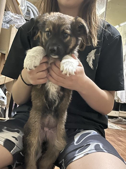 Отдается щеночек