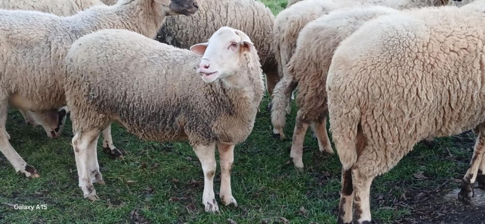 Свободни овце и кочове