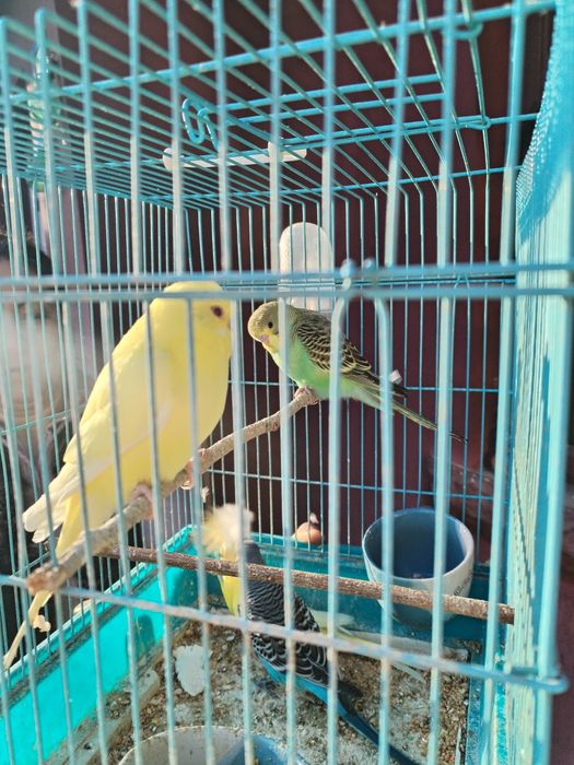 Vând perusi galbeni