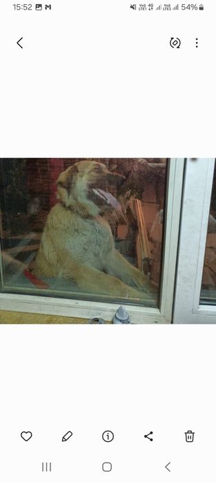 Отдадим в добрые руки