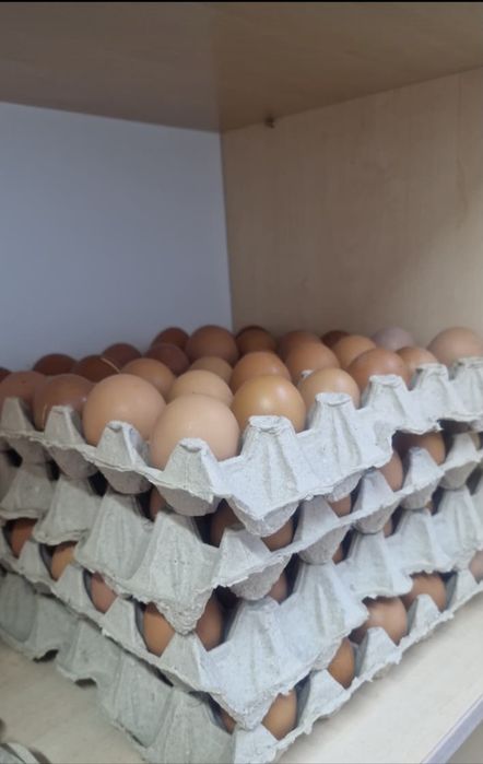 Несушка тауықтар ломан браун