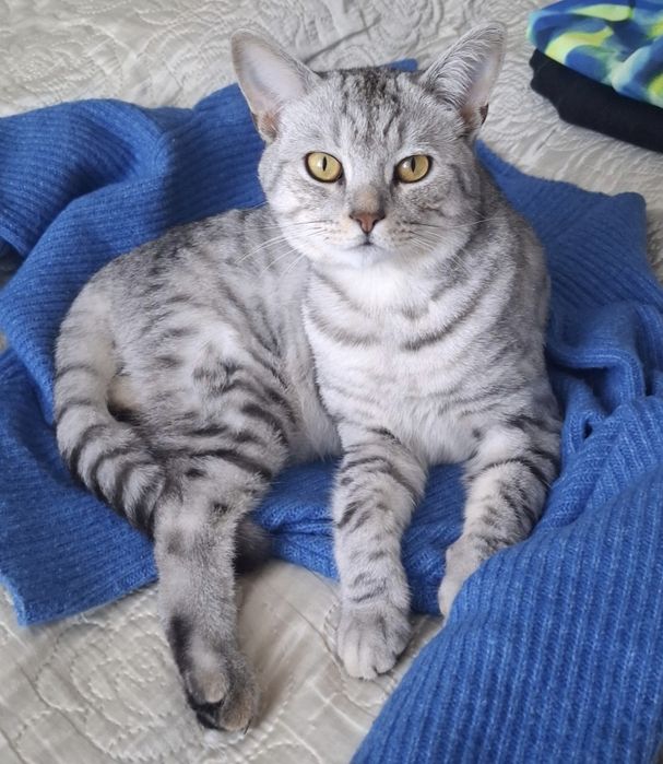 Скоттиш страйт в добрые руки