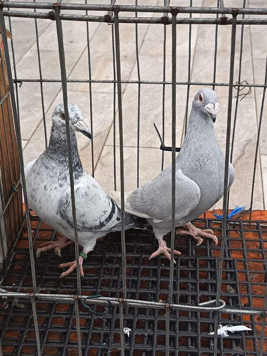 vand porumbei voiajori italieni tineri culoare speciala