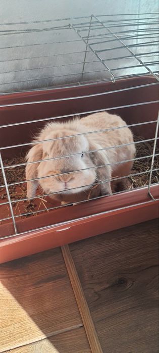 Подарявам зайче!