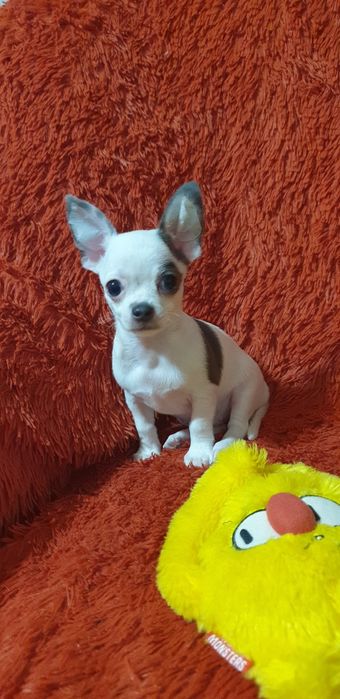 Щенок чихуахуа мальчик