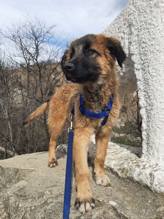 Мъжко кученце на 4-5 месеца търси спешно дом!