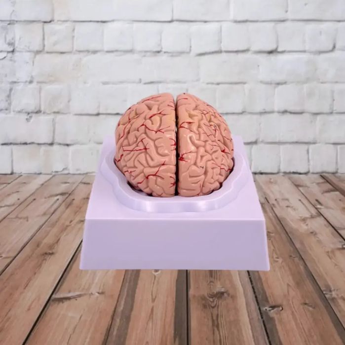 Муляжи Анатомические Макет Мозг головного мозга бош мия Mulyaj Miya