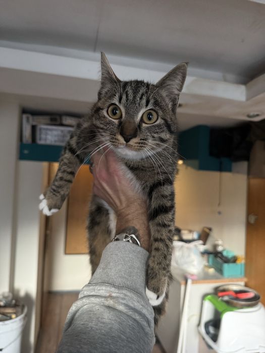 Котенце търси дом