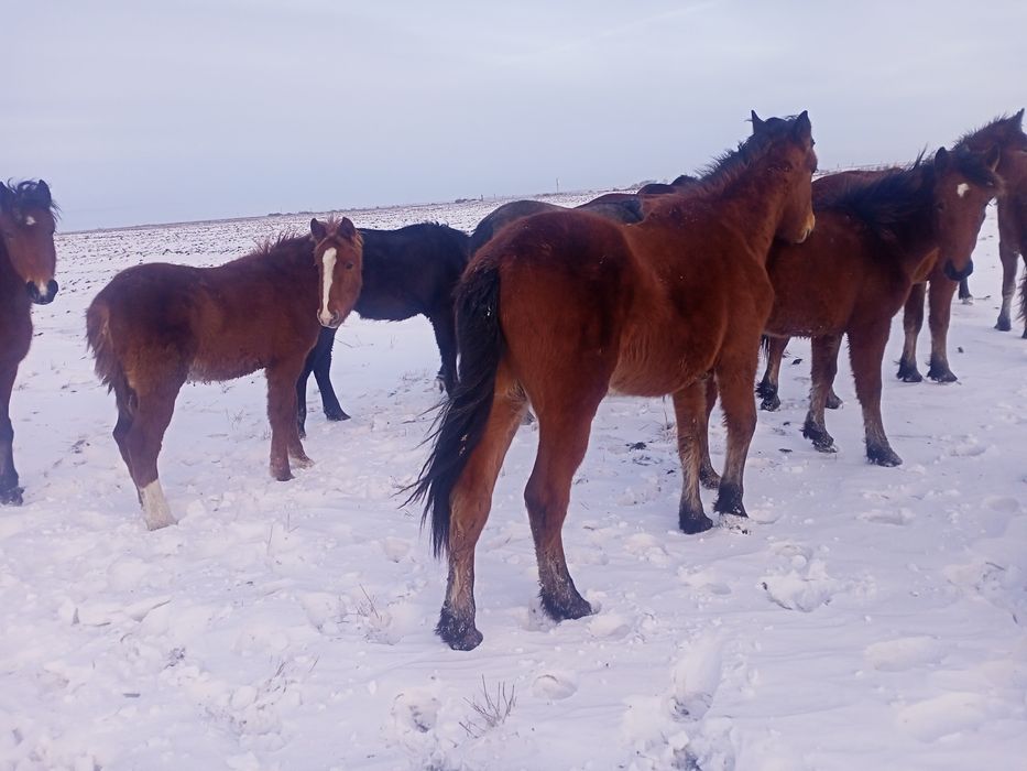 Продам лошадей согым
