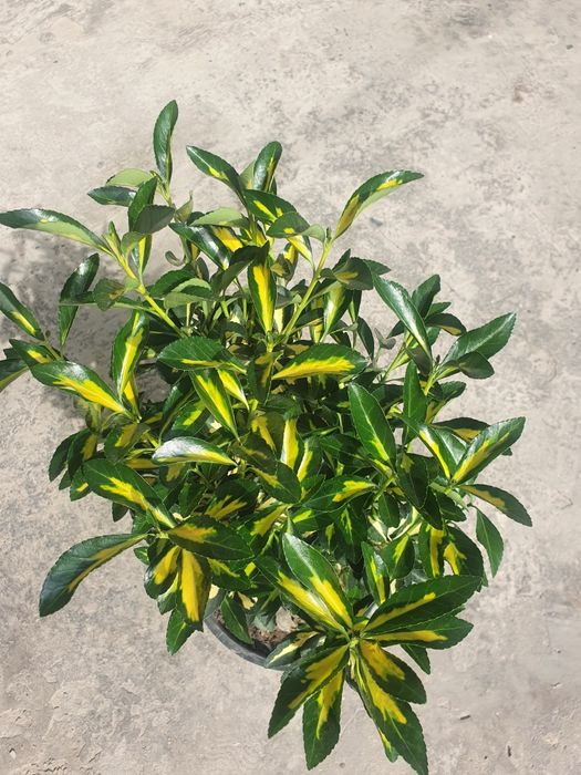 Kustarnik - Enomius Japonica