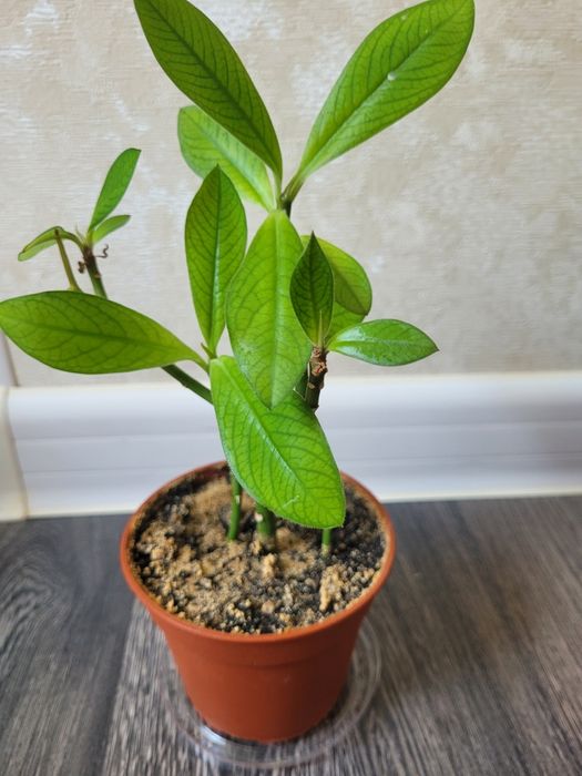 Продам комнатные цветы за 1000 тг