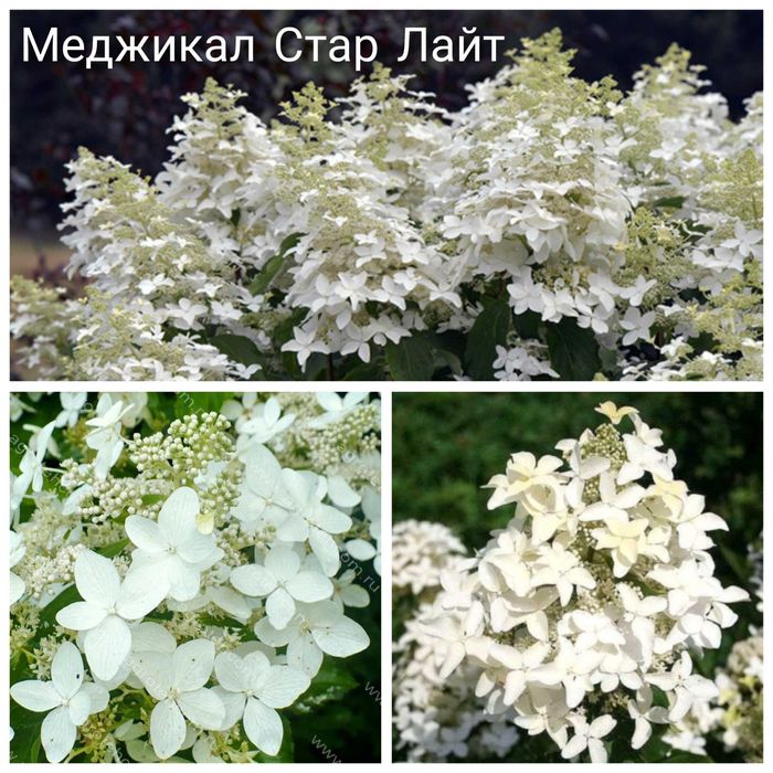 Гортензия Бонфаер новинка Bonfire