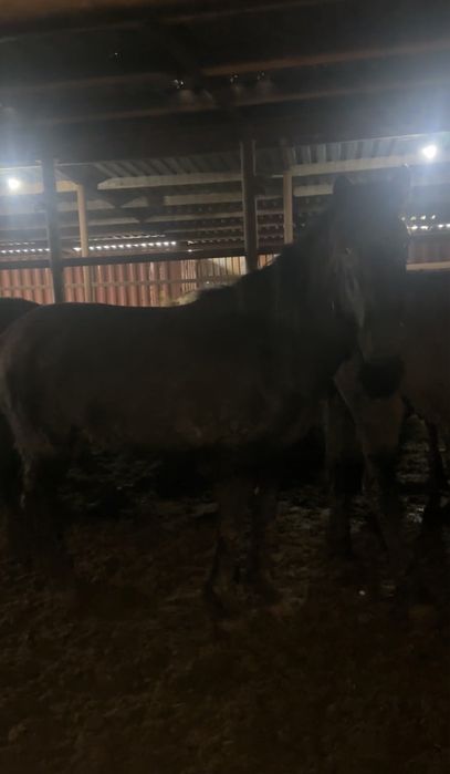 Айгырлар мощный 4 жасар