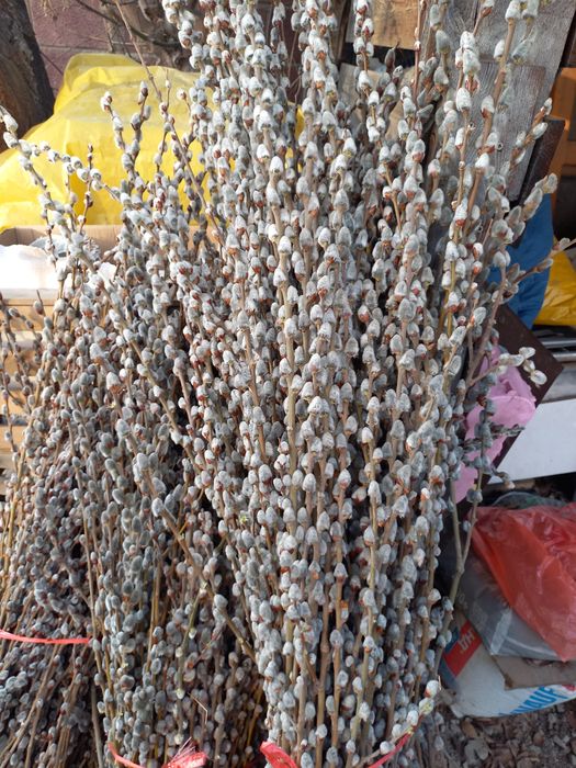 Букеты из вербы свежие