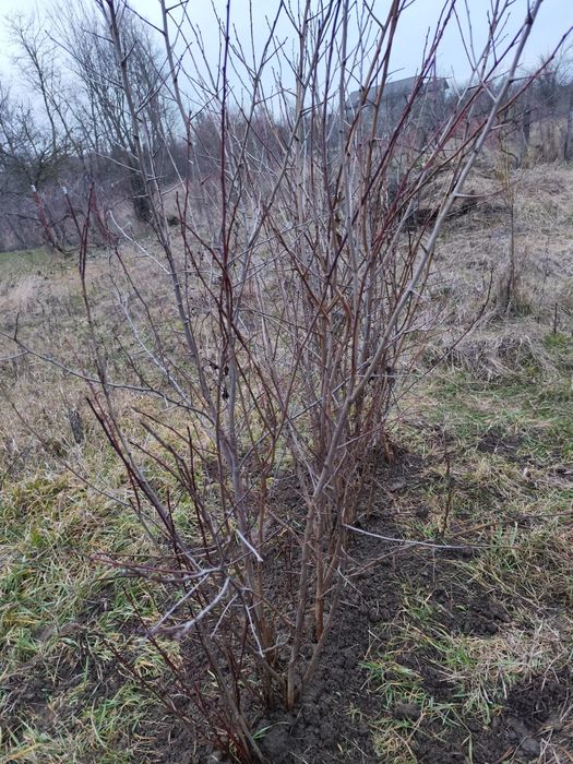 Pomi fructiferi; Pruni D'gen și Vânat Romanesc