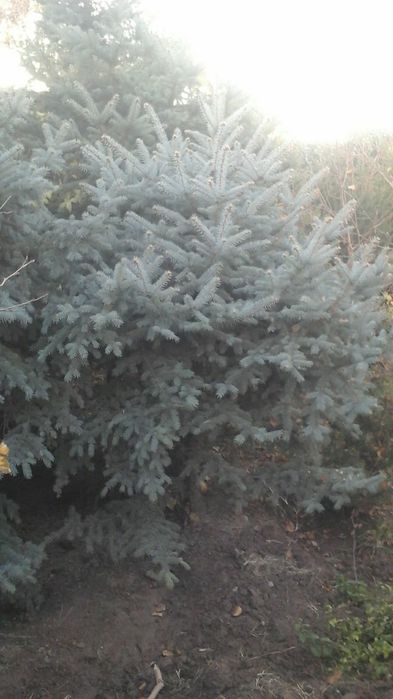 Декоративные растения-мамонтово дерево, кедры и ели.