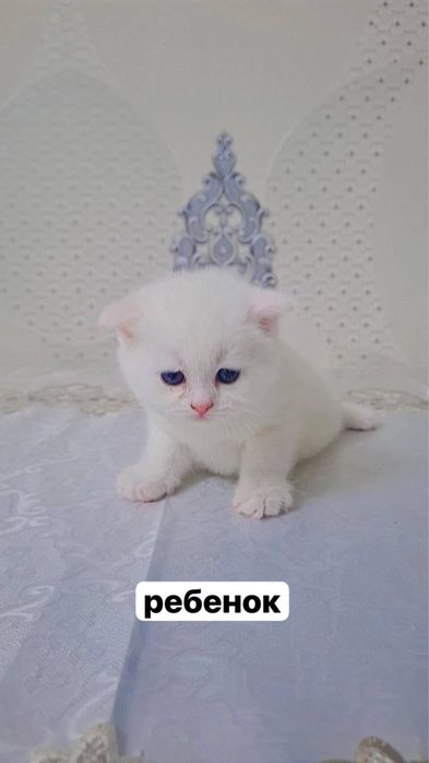 котенок породистый чирчик
