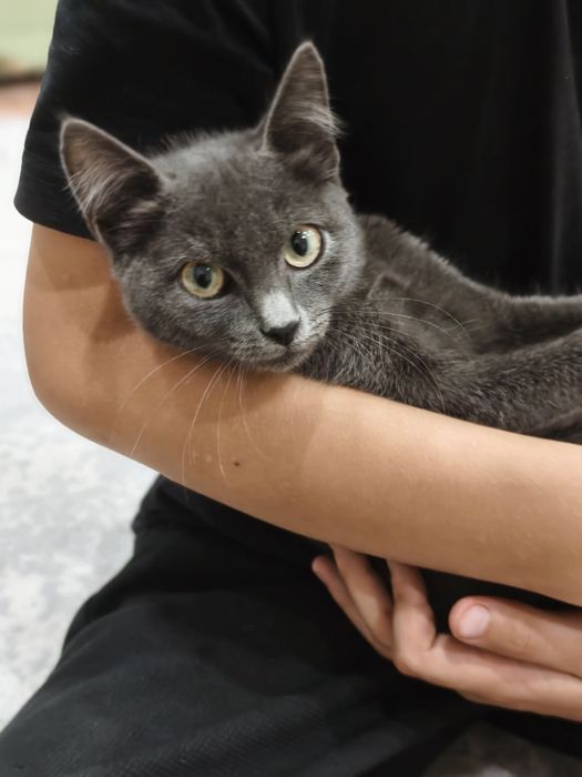 Отдам котенка в добрые руки