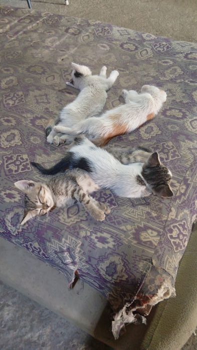 Ищут новый дом котята