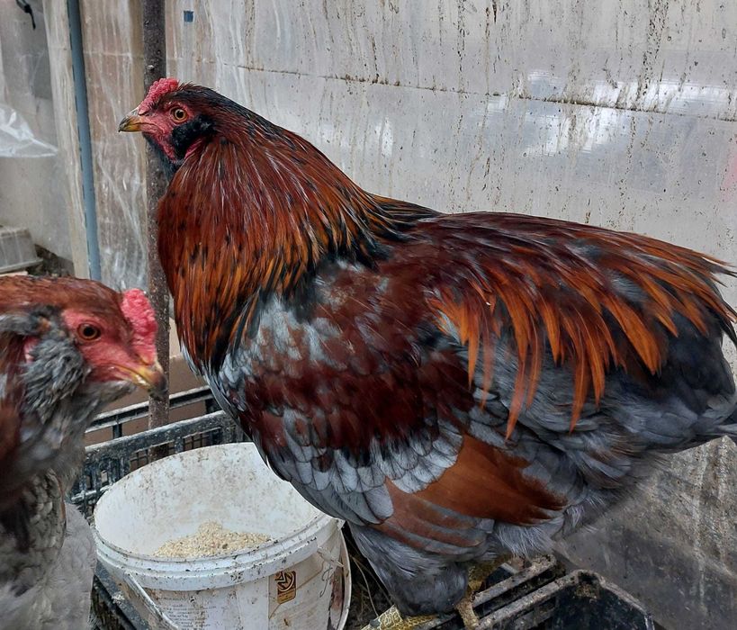 cocos Araucana de vanzare