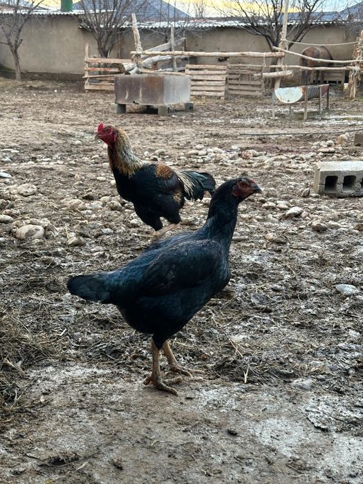 Дакан қораз 3 тауық сатылады