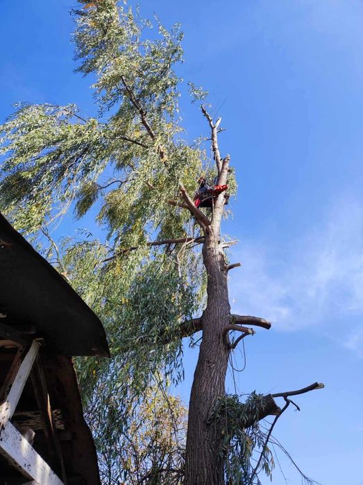 Рязане, отсичане, премахване, на опасни дървета и клони в гр. Пловдив