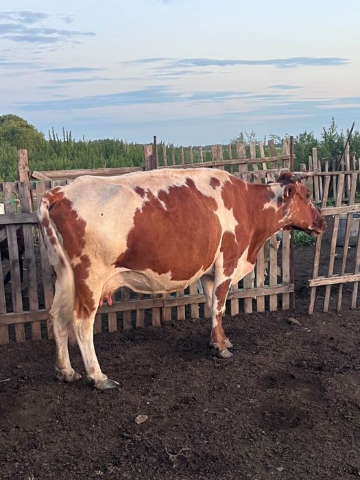 Продам 2 коров дойных и 2 двух телят
