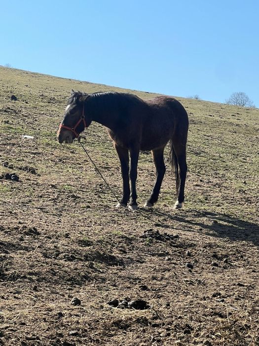 Schimb 2 manze de 2 și 3 ani cu vaca cu vitel