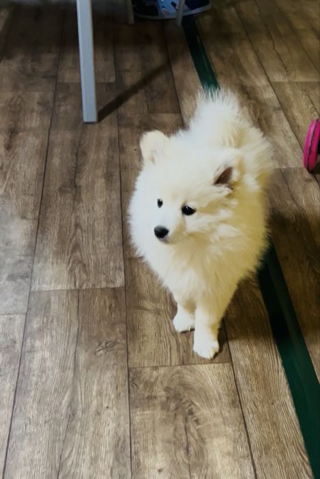 Мини шпиц 2 месеца с паспорт