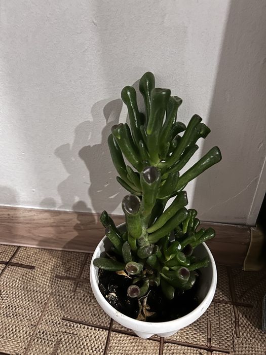 Продам комнатные цветы