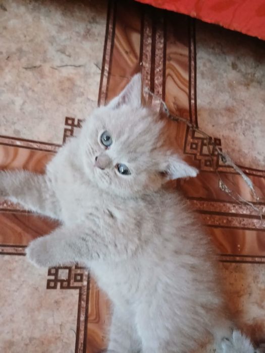 Котята британской породы