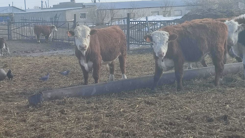 Бычки 1 год породы Акбас  600 тыс голова