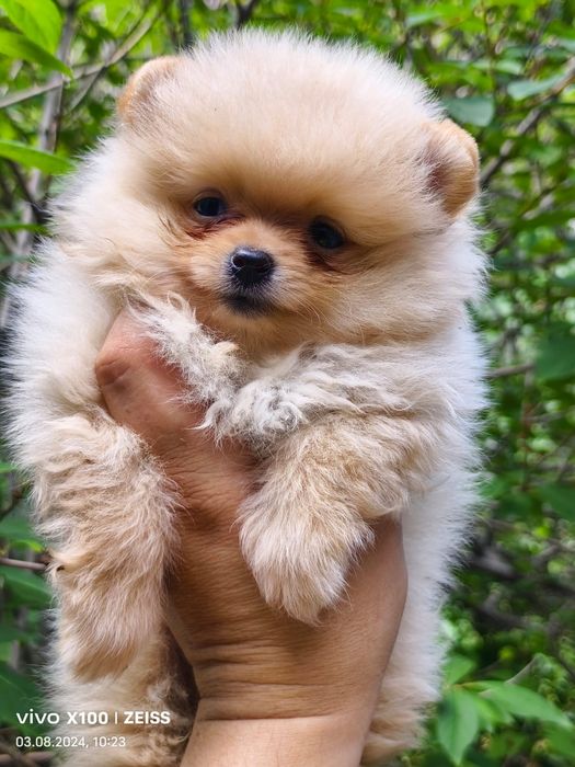 Продам очаровательных щенков шпица.