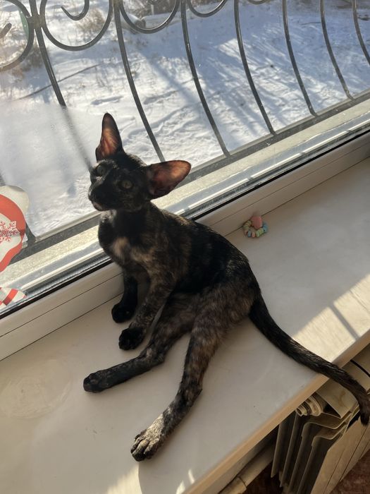 Продам ориентальную кошечку