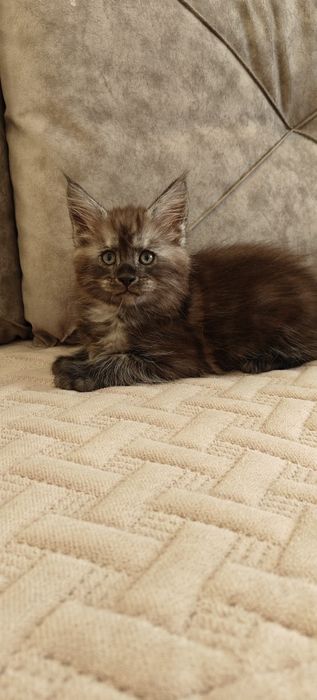 Продаются Мейн кунчики