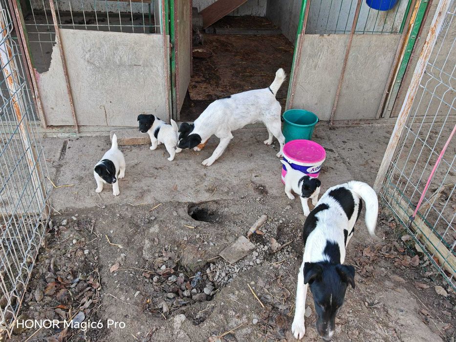 Catel Fox Terrier, rasa pura, foarte inteligent